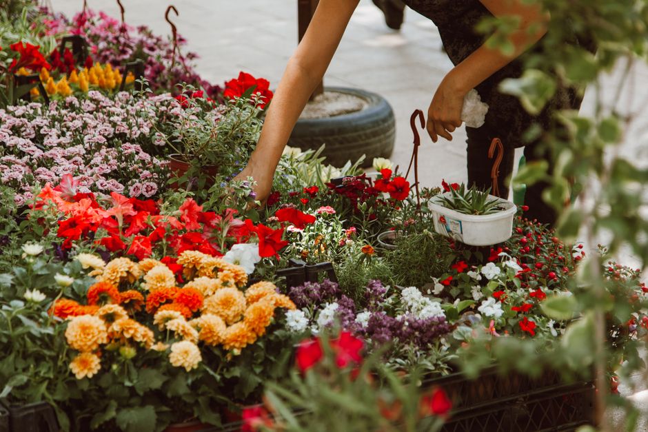 A person arranging a vibrant display of flowers at an outdoor market stall, featuring a variety of colorful blooms such as red and white petunias, pink chrysanthemums, yellow marigolds, and purple ast