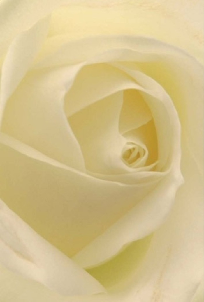 Gazing closely at this classic white rose, you become immersed in a scene of tranquility and refinement deep within Tolworth's floral traditions. The petals, layered in harmonious spirals, blend soft cream and white shades in a composition that seems lit from within-reminding one of gentle daylight filtering through the trees in Alexandra Recreation Ground. Each edge is nearly transparent, giving the impression of resilience wrapped in fragility, while light and shadow dance gracefully across the matte, creamy textures. The craftsmanship is unmistakable; a local Tolworth florist's skilled hands shape every curve, creating an arrangement perfect for commemorating special moments-be it an apology, a romantic gesture, or an elegant occasion at home near the Broadway. The bloom's heart-its core spiral-conveys purity and grace, while the entire flower radiates an imagined, clean fragrance befitting any sentiment you hope to express. Every nuance of shadow and colour echoes both natural beauty and the dedication to thoughtful arrangement, making this rose a cherished part of Tolworth's floristry.