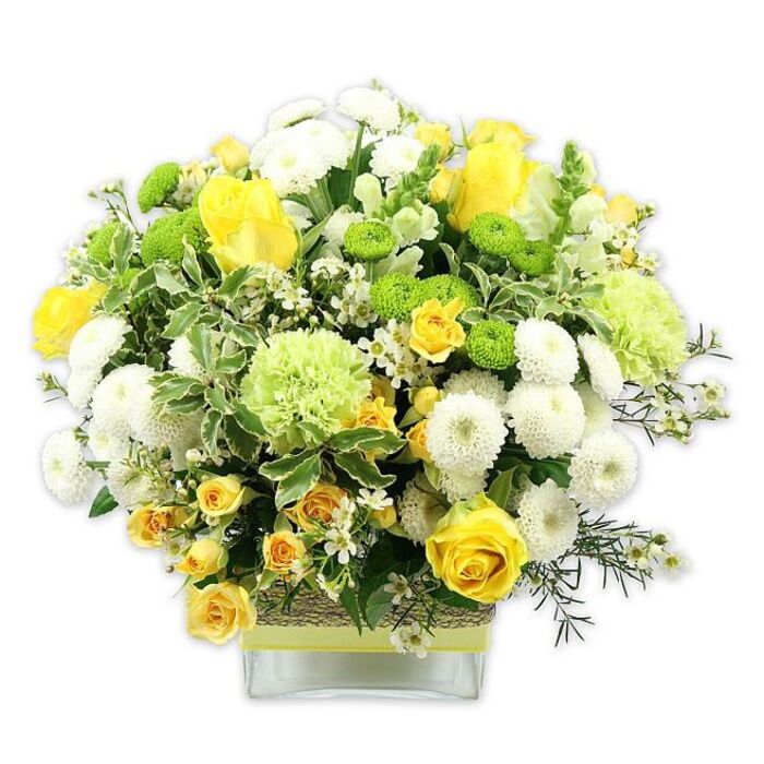 A beautifully balanced floral arrangement in a low, square glass vase radiates with tones of sunny yellow, cool white, and lively green, forming a full, domed shape that feels both generous and refined. At its core are classic yellow roses, some open wide to show their layered centres, others poised in elegant buds, giving the bouquet a sense of movement and unfolding life. Interspersed among them are smaller yellow spray roses, their miniature blooms clustered on each stem, adding intricate detail and an impression of abundance. Plush white pompom chrysanthemums nestle between the roses, their many finely cut petals forming round, cushion-like flowers that soften the design. Throughout the bouquet, lime green button chrysanthemums offer bright, button-sized accents, while larger, lightly ruffled pale green blooms-suggestive of green carnations or specialty green mums-create a gentle gradient of green tones. The arrangement is richly surrounded by foliage: broad, variegated leaves with pale edges create structure, while feathery dark-green sprigs and clusters of tiny, star-like white filler flowers lend lightness and texture. The stems are visible through the clear vase, which is wrapped mid-way with a band of rustic, woven fibre or bark, then finished with a slim lime green ribbon that ties the colour story together. Set against a white background, the flowers appear especially fresh, like a breath of spring drifting into a Tolworth living room close to King Charles Road or a cosy café off Ewell Road. The bouquet evokes warmth, renewal, and quiet happiness, making it well-suited for birthdays, thank-you gifts, or simply brightening a home or office with local delivery from Flowers Tolworth.